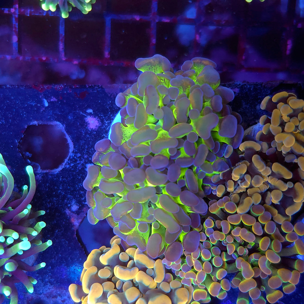 Ultra Splatter Hammer Double (Video in pics)