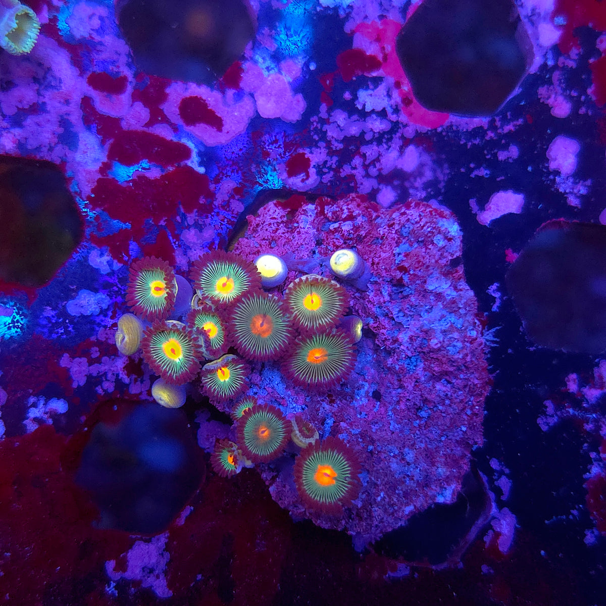 Gorilla Nipple Zoas