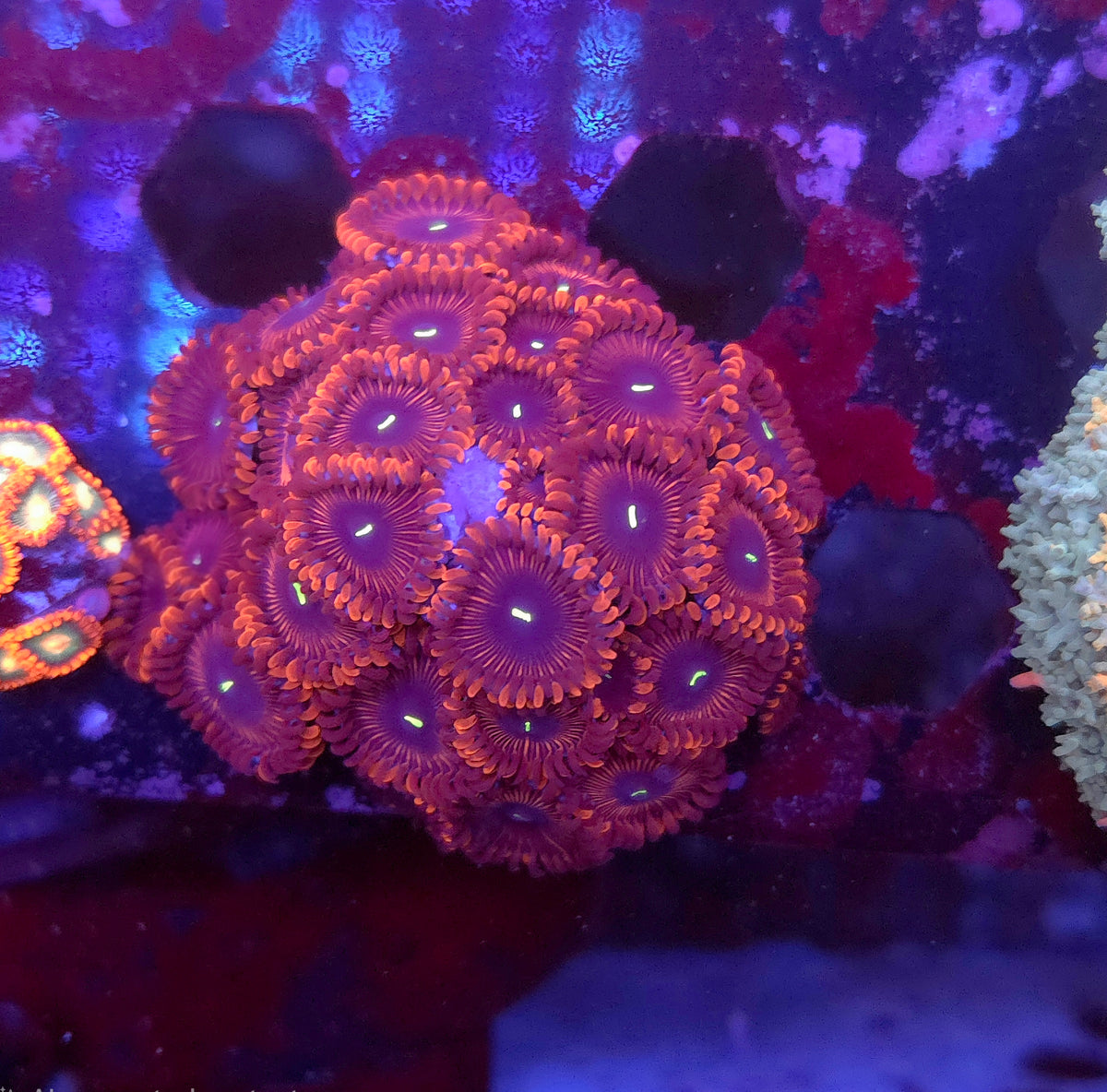 Red People Eater Zoa