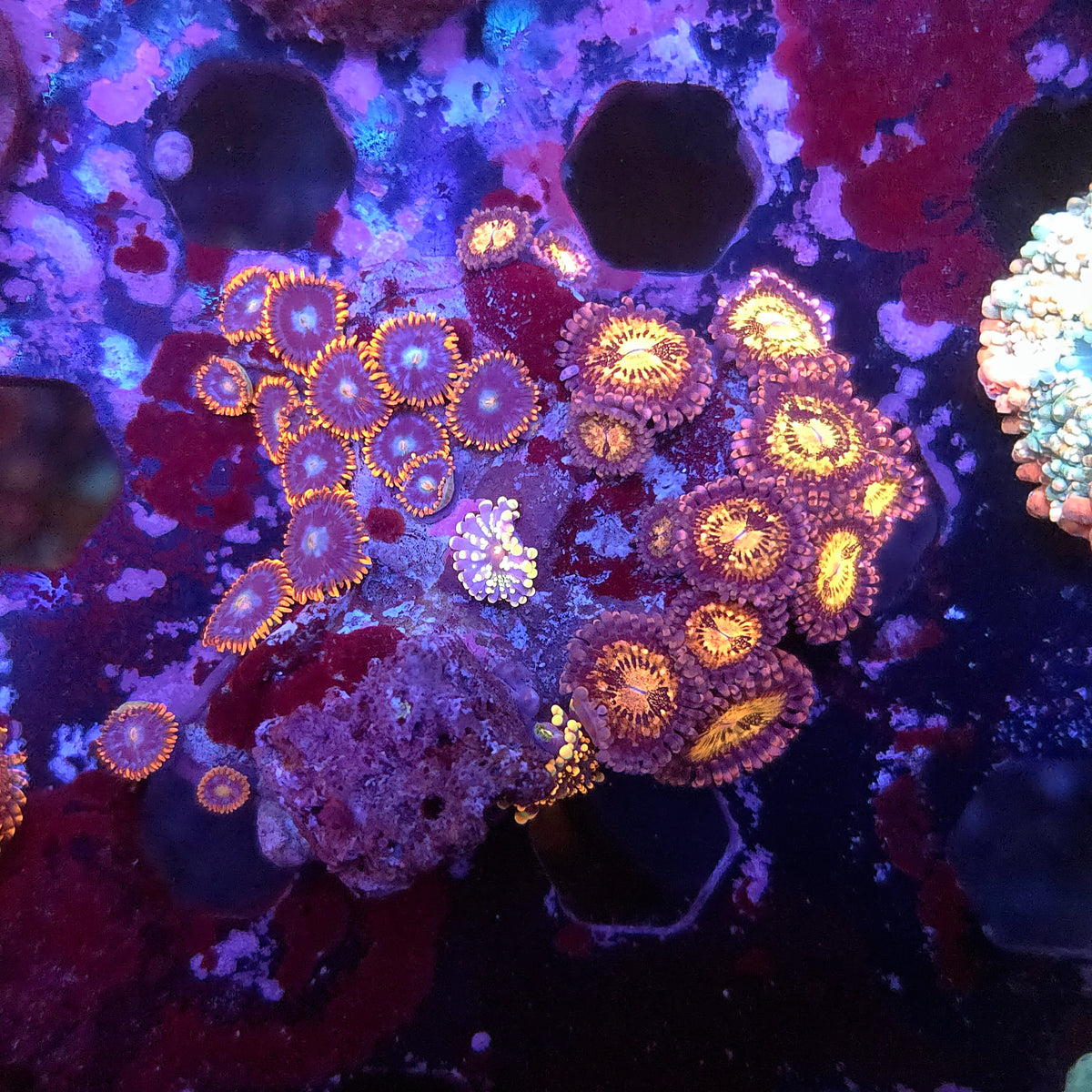 Yuma Paly Zoa Combo