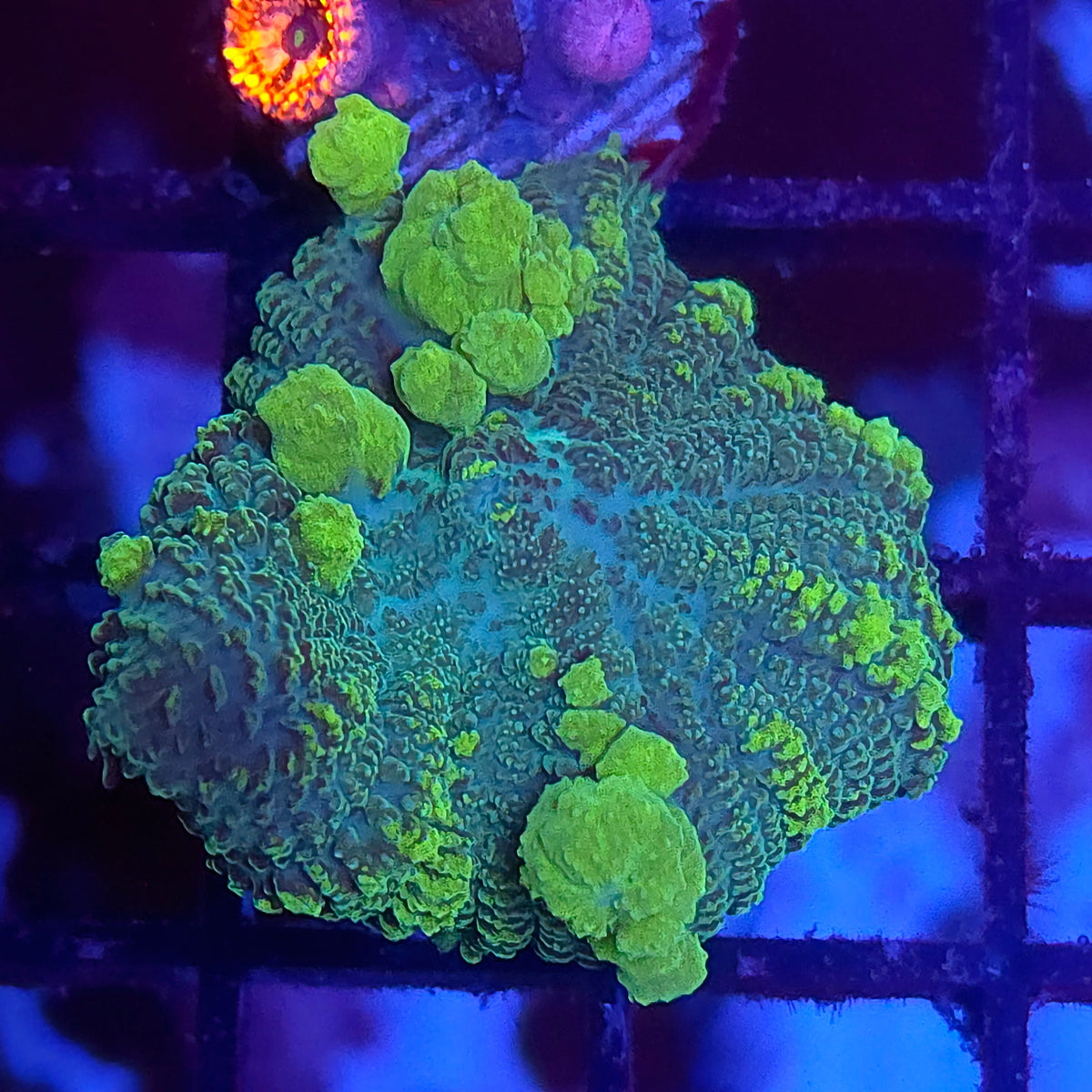 Biohazard Bounce Mushroom (Video in pics)