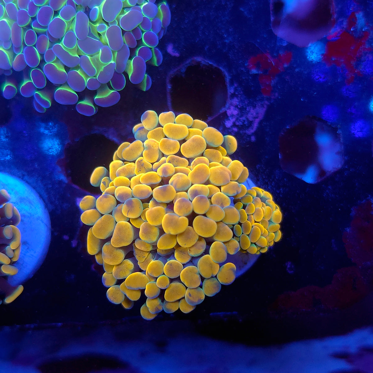 Bright Gold Rainbow Hammer Cluster (Video in pics)