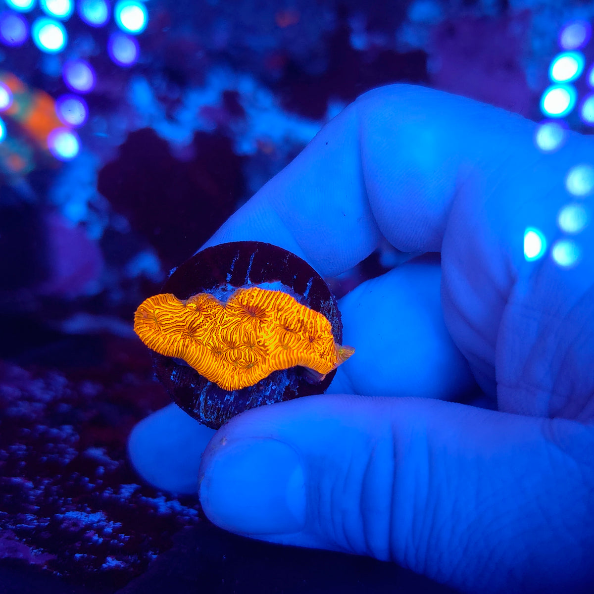 Orange Leptoseris