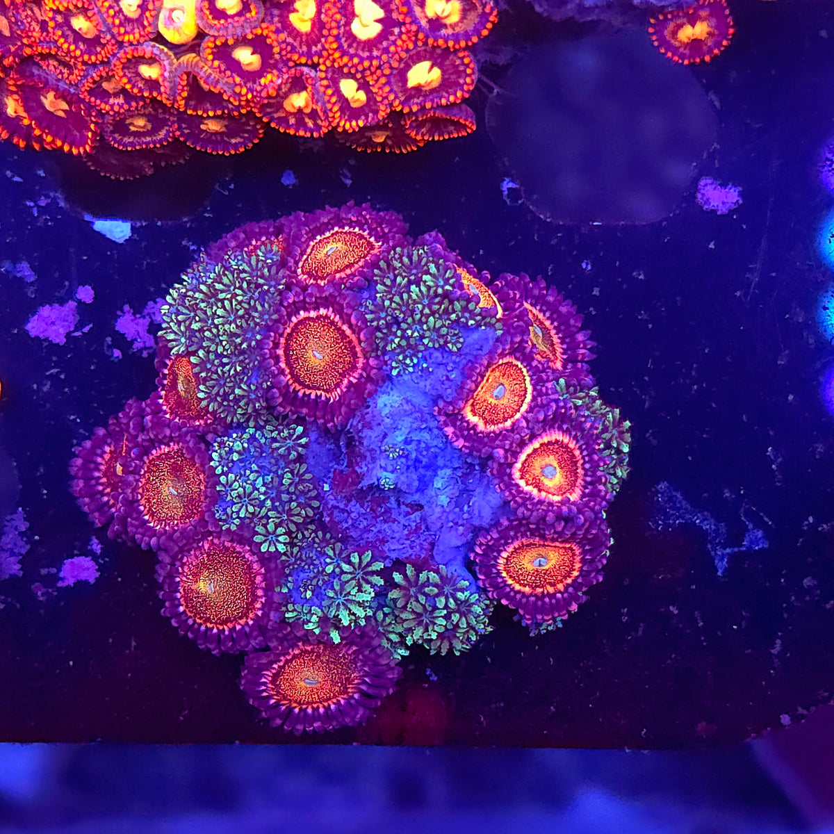 Blue Green Symphodium and Paly Combo