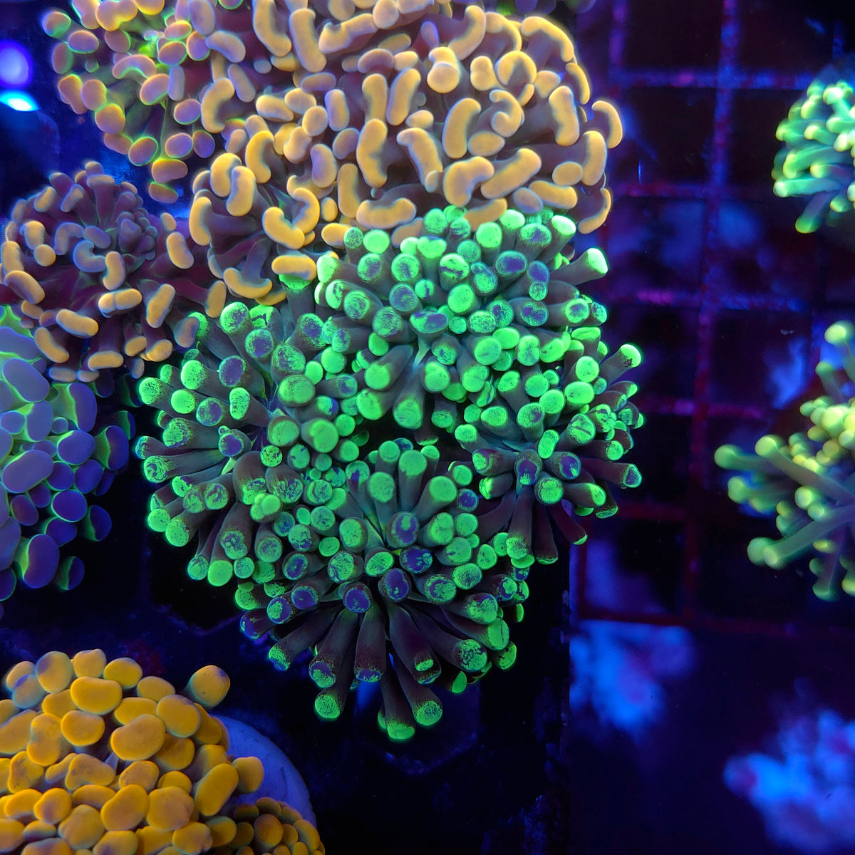 Toxic Splatter Hammer Colony (Video in pics)