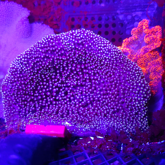 Purple and Gold Mertensi Carpet Anemone