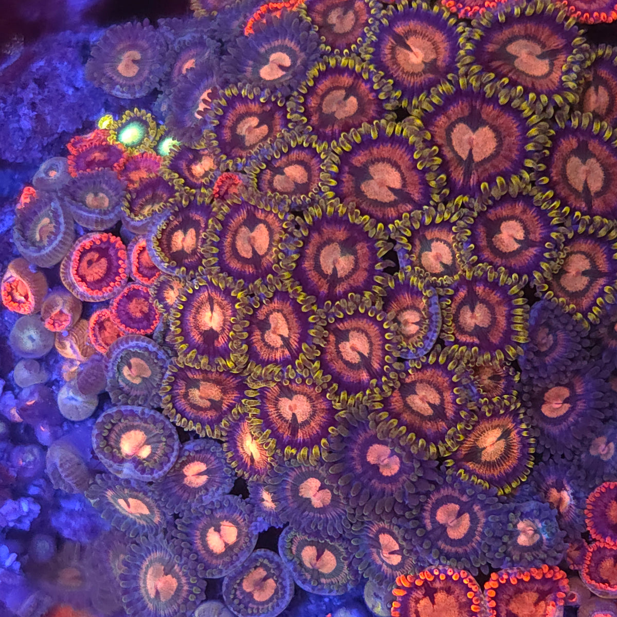 Ultra Zoa Combo Rock