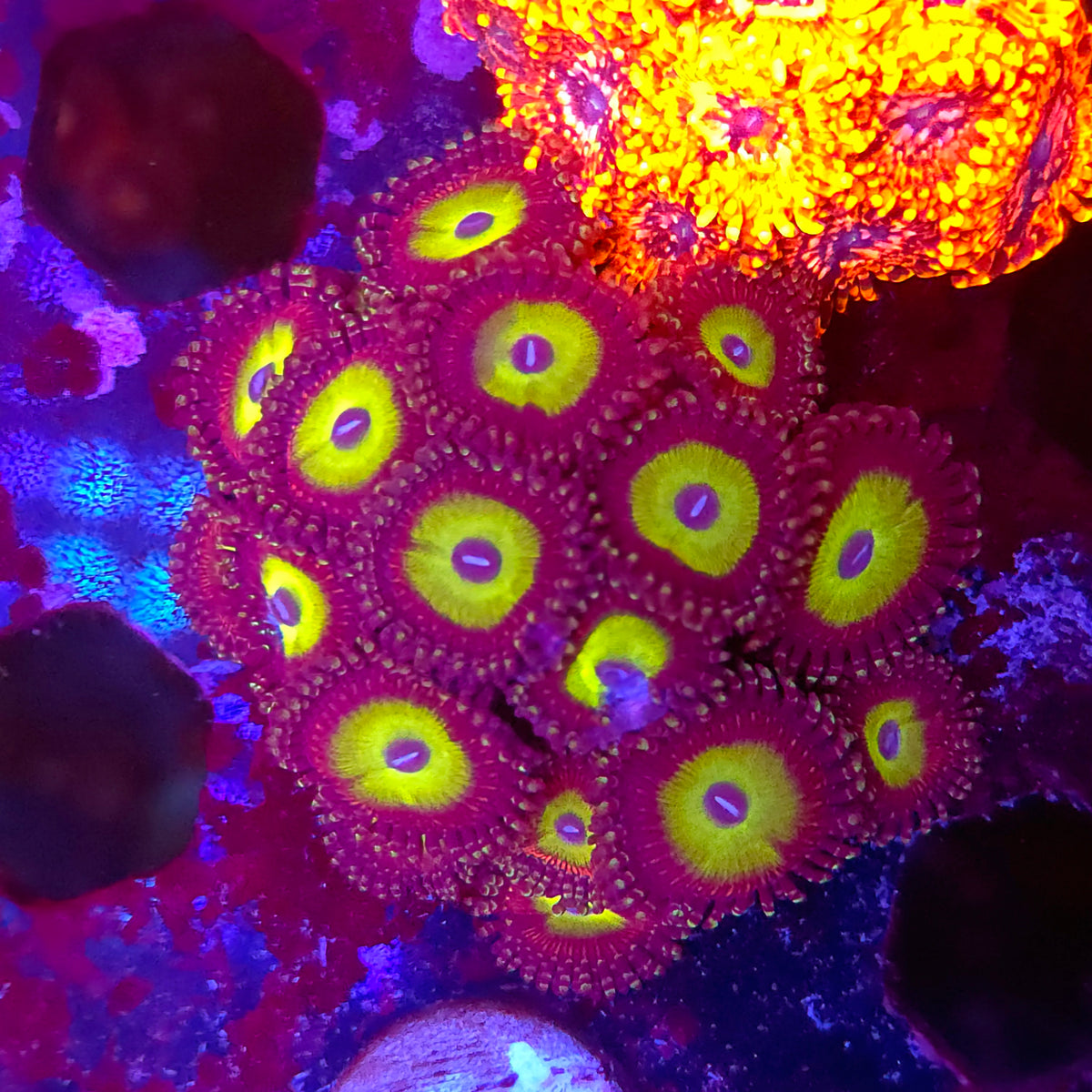 Candy Apple Green Zoas