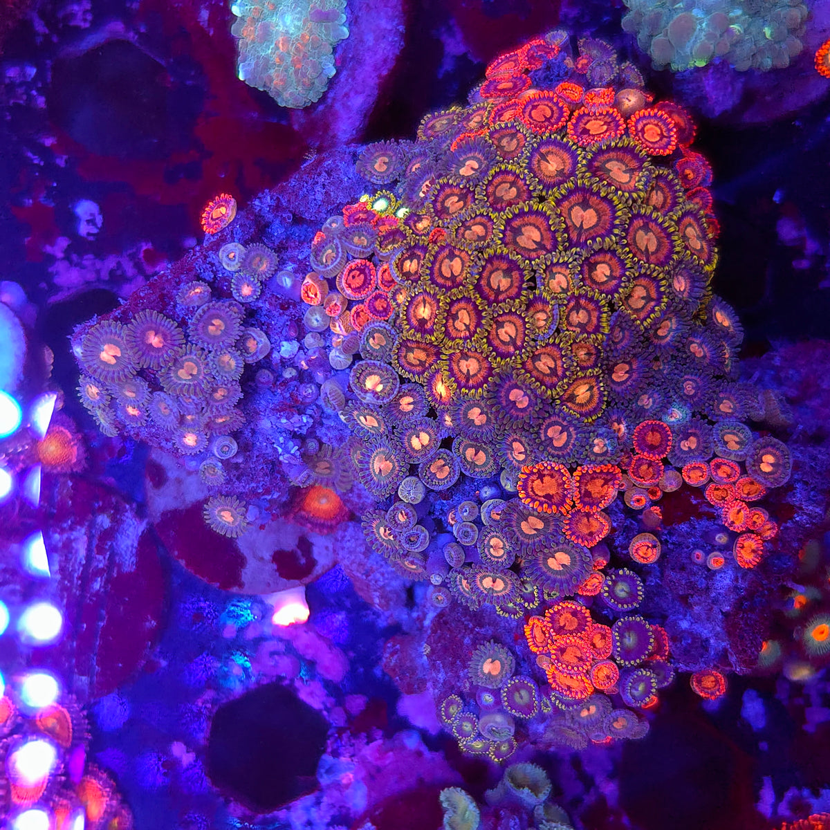 Ultra Zoa Combo Rock