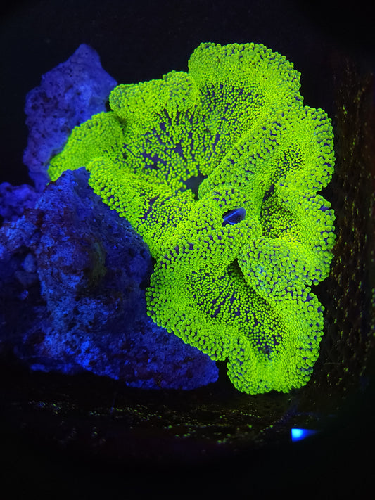 Bright Neon Haddoni Carpet Anemone (10+ inch)