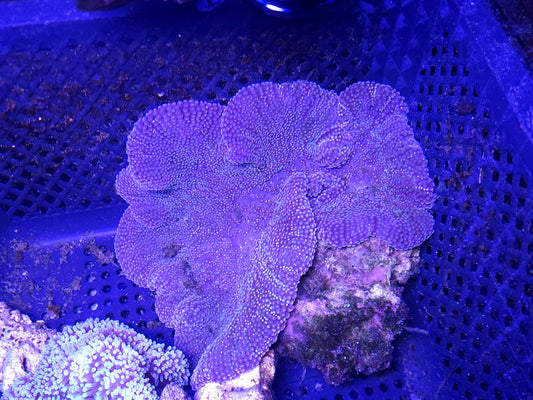 Navy Blue Haddoni Carpet Anemone (8+ inch)