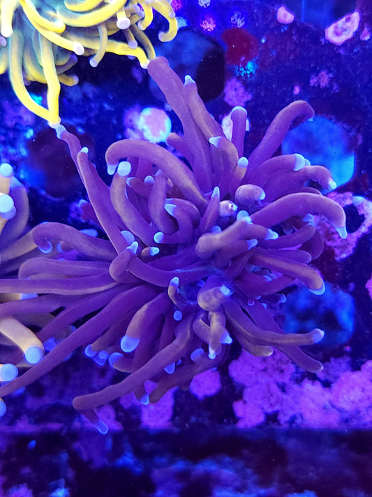 Wolverine Torch (Video in pics)
