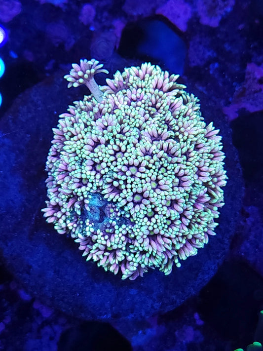 Ultra Rainbow Goni Colony