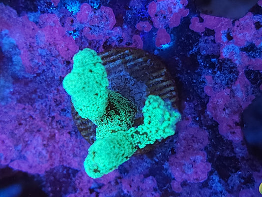 Neon Birdsnest