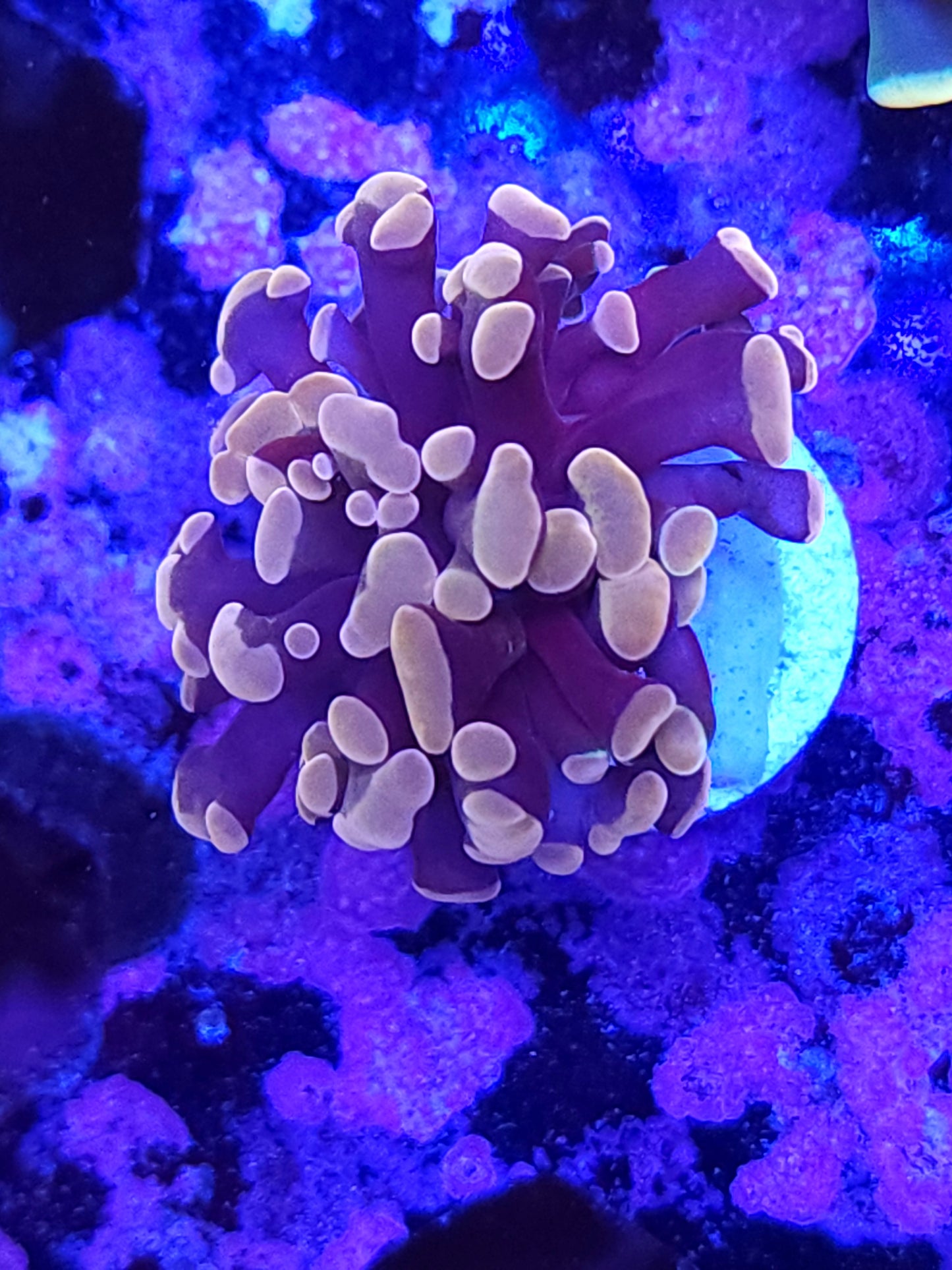 Lilac Hammer