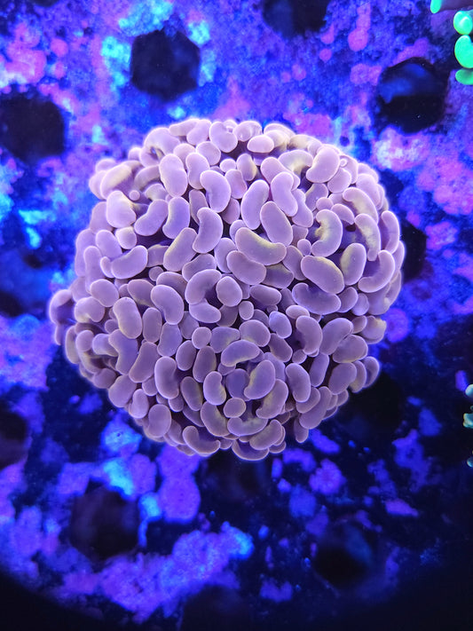 Aquacultured Rose Gold Hammer Colony