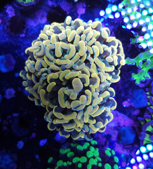 Aquacultured Gold Rainbow Hammer Colony (Video in pics)