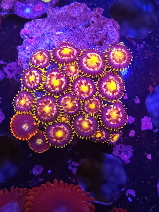 Laser Lemon Zoas