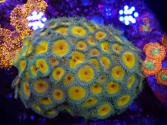XXL Captain Jerk Colony Rock (Video in pics)