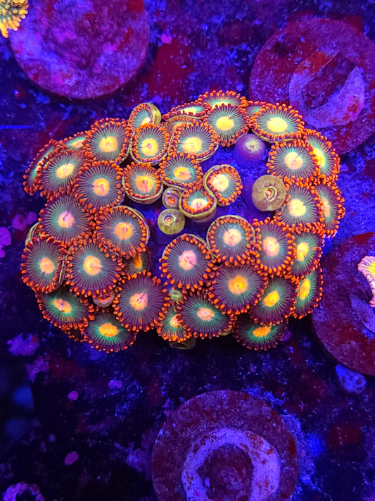 Gatorade Zoa Mini Colony