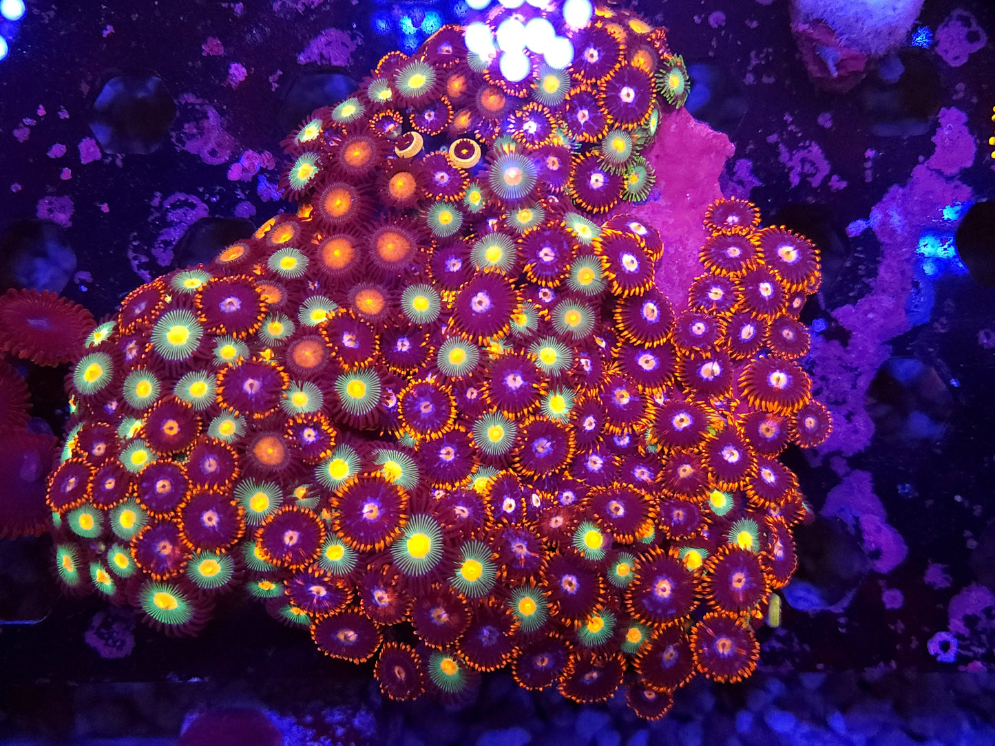 Crazy Mix Zoa Colony (Video in pics)