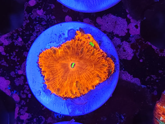 Bright Red Blasto Wellsi