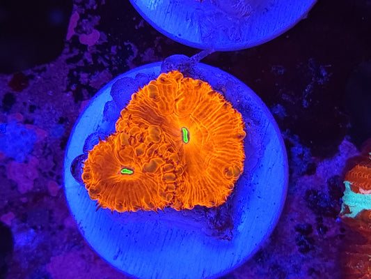 Bright Red Blasto Wellsi