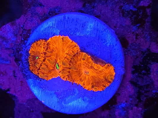 Bright Red Blasto Wellsi