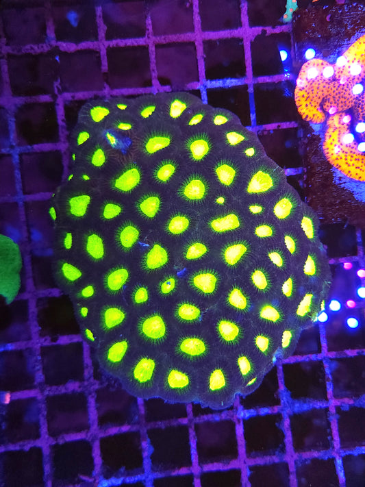 XL Toxic Eye Favia (Video in pics)