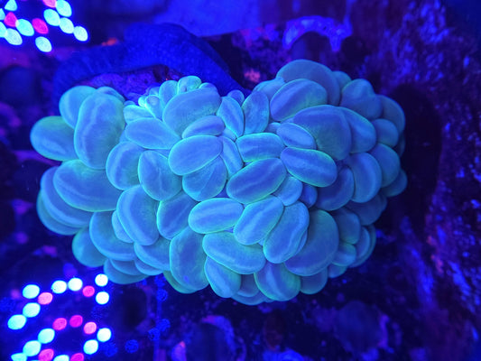 XL Bubble Coral (Video in pics)