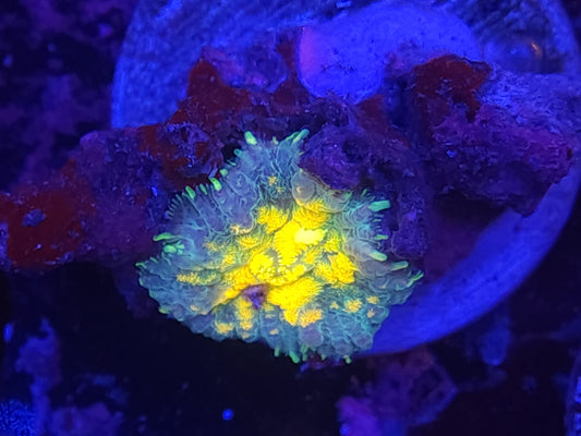 Yellow Quilted Rhodactis