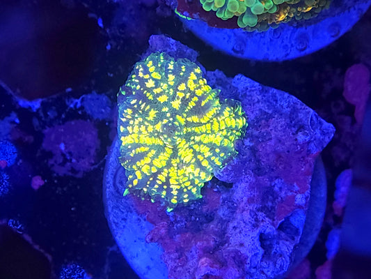 Yellow Uranium Rhodactis