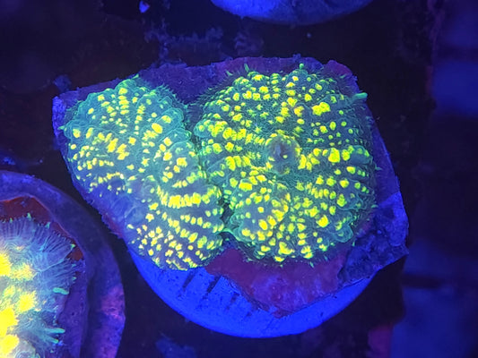 Yellow Uranium Rhodactis Double