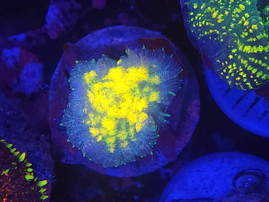 Yellow Quilted Rhodactis