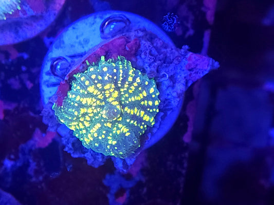Yellow Uranium Rhodactis