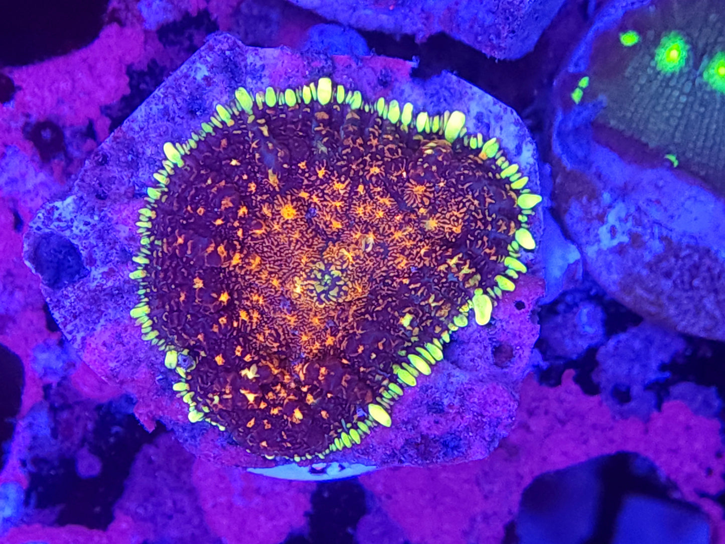 Galaxy Burst Rhodactis