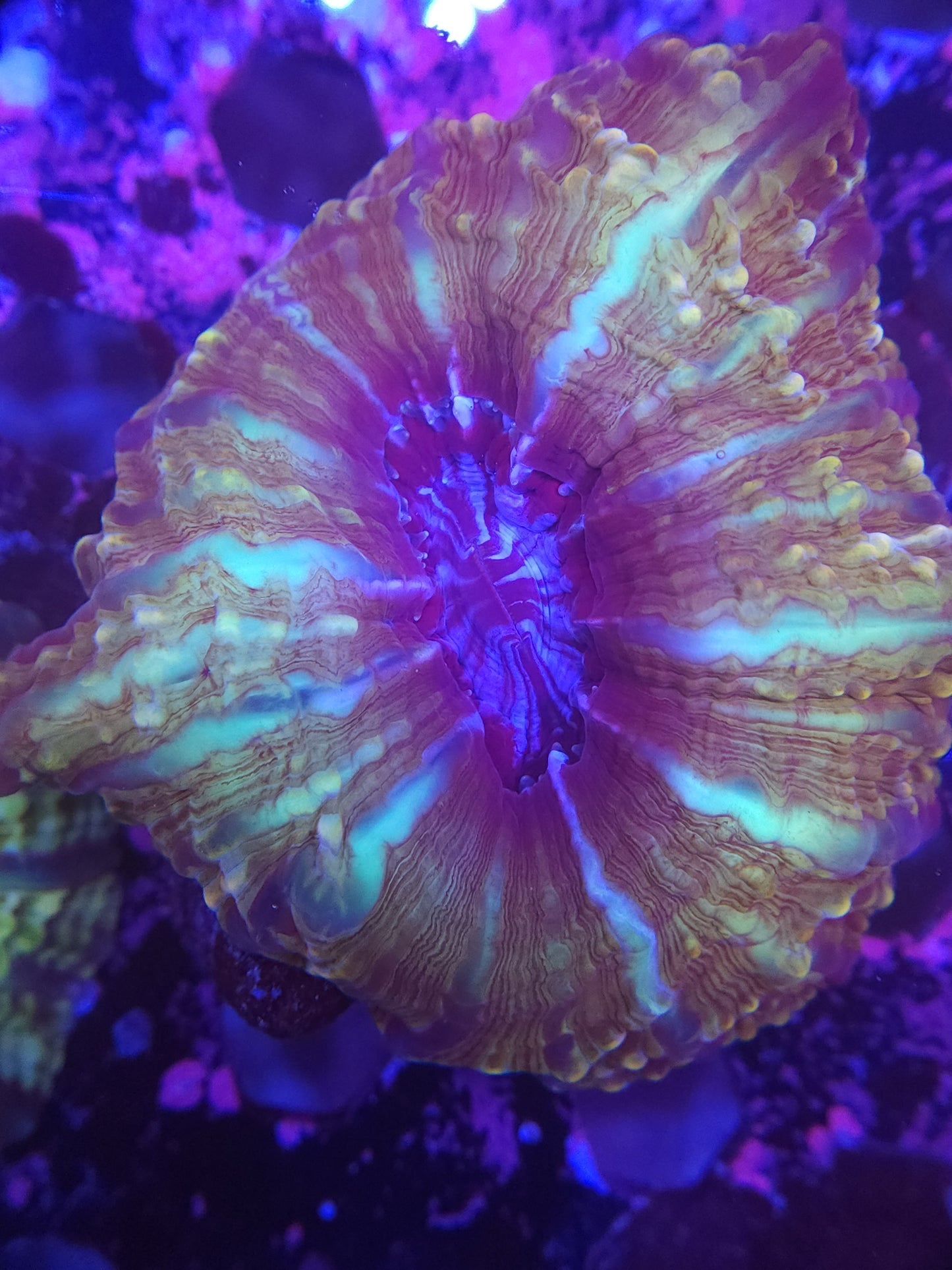Striped Cynarina (Video in pics)
