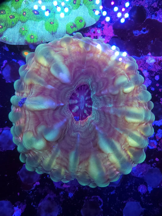 XL Ultra Cynarina (Video in pics)