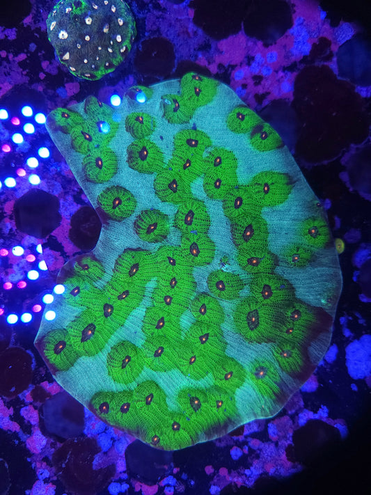 Full Avatar Chalice Colony (Video in pics)