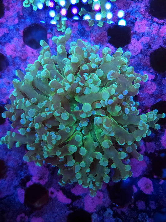 Aquamarine Frogspawn (Video in pics)