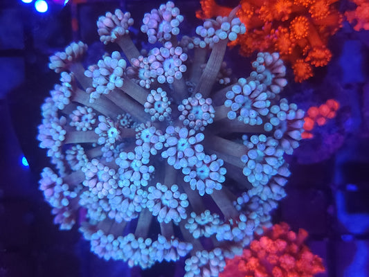 Ultra Goni Colony