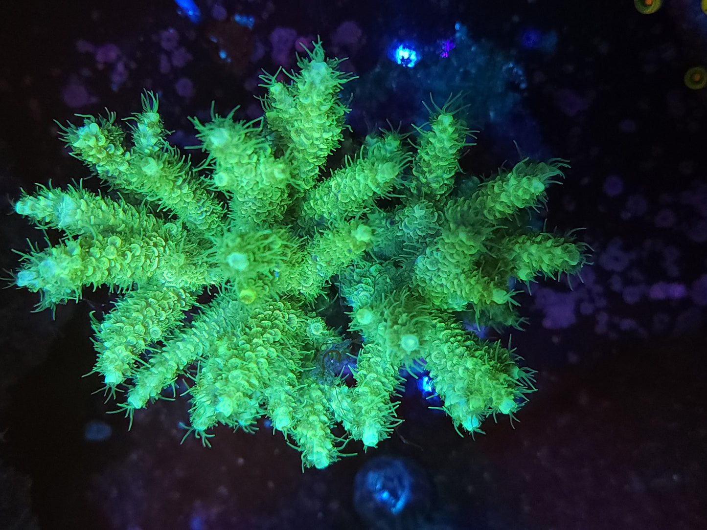 Maricultured Highlighter Acropora