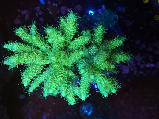 Maricultured Highlighter Acropora
