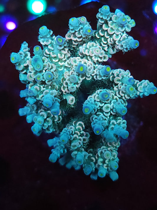 Maricultured Rainbow Acropora Tenuis