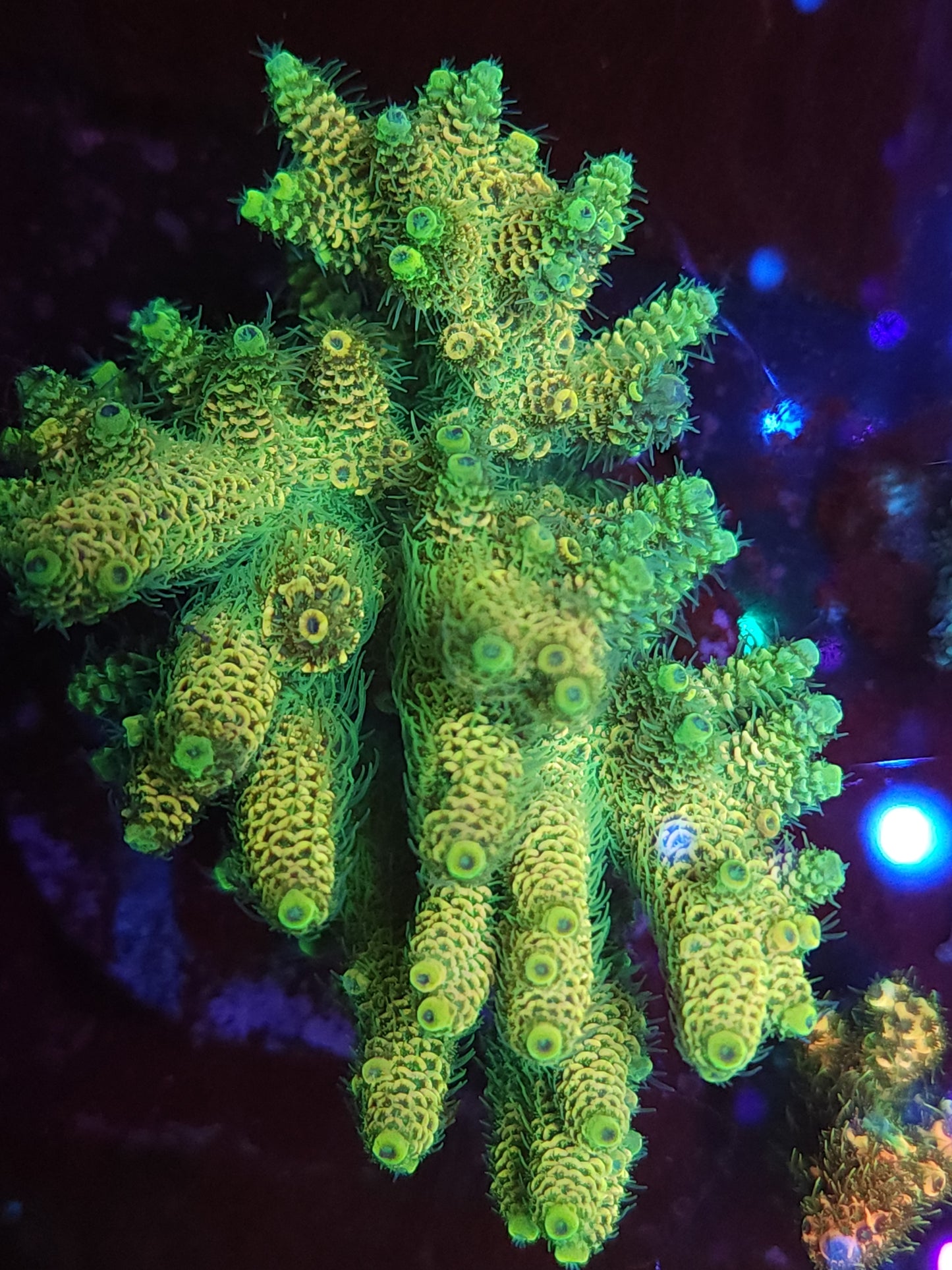 Maricultured Lemon Lime Acropora Millepora