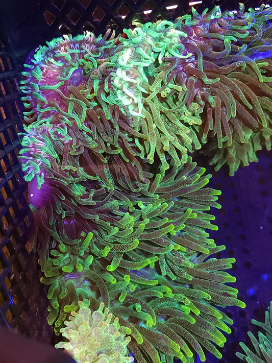 Assorted Bubble Tip Anemone