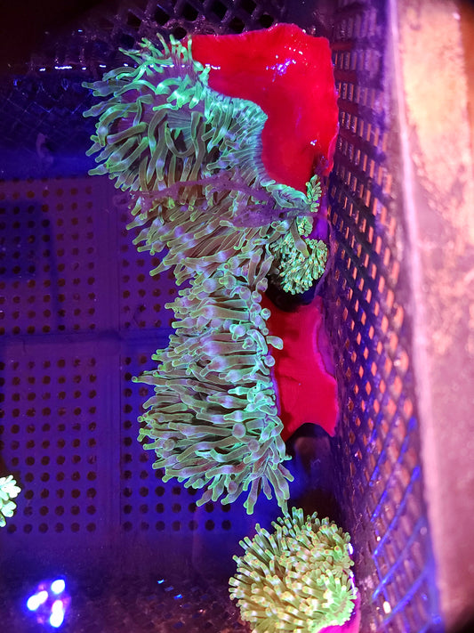 Purple Base Bubble Tip Anemone