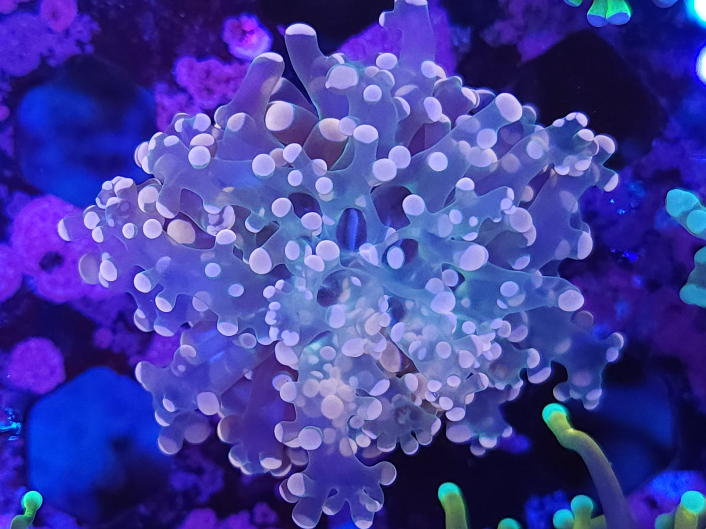 Pink Frogspawn