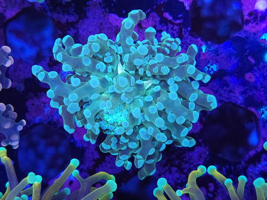 Aquamarine Frogspawn