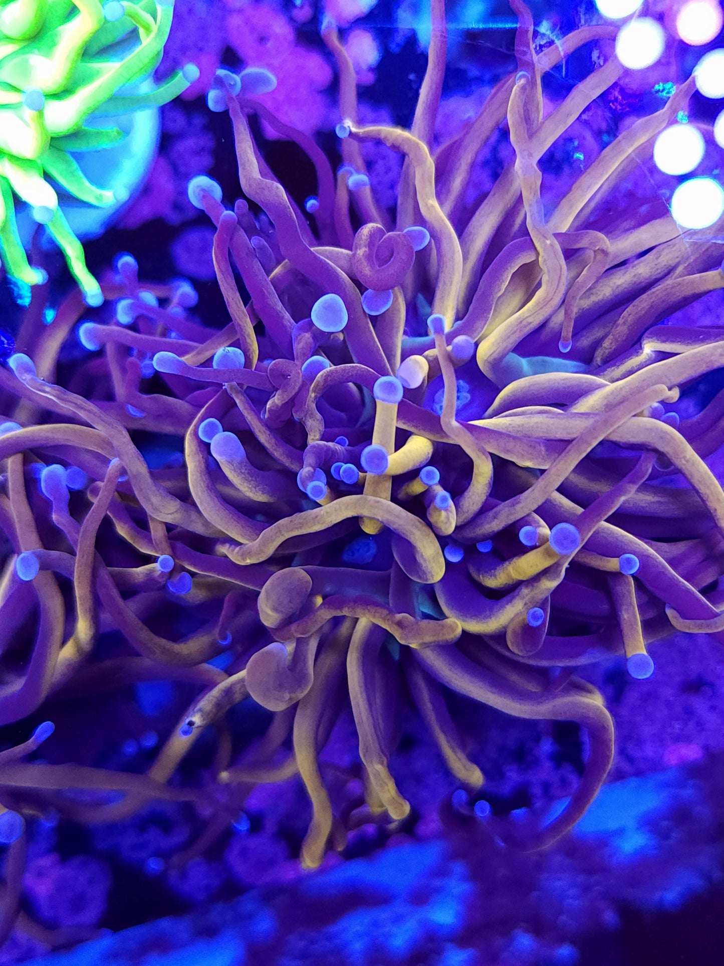 Gold Torch (Video in pics crazy flesh)
